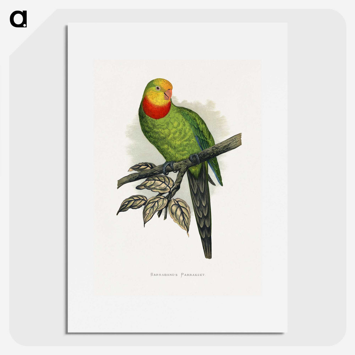 1-70_Parrots-in-Captivity_picture