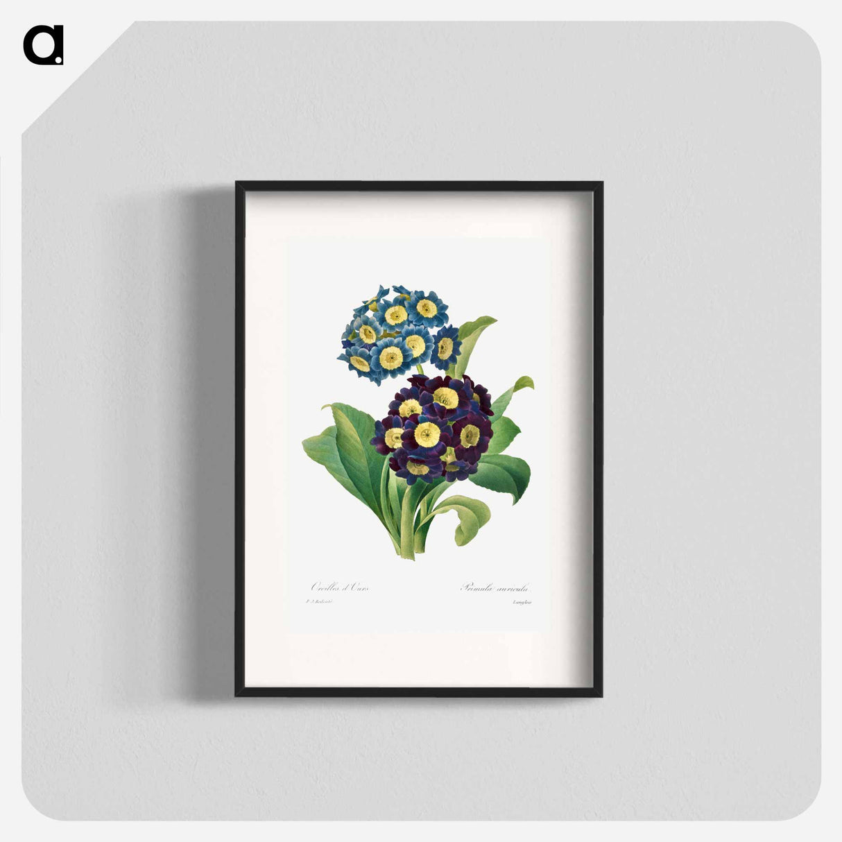 Primula Auricula - Pierre Joseph Redouté Poster.