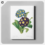 アートパネル-Primula Auricula - ピエール ジョゼフ ルドゥーテ Canvas.