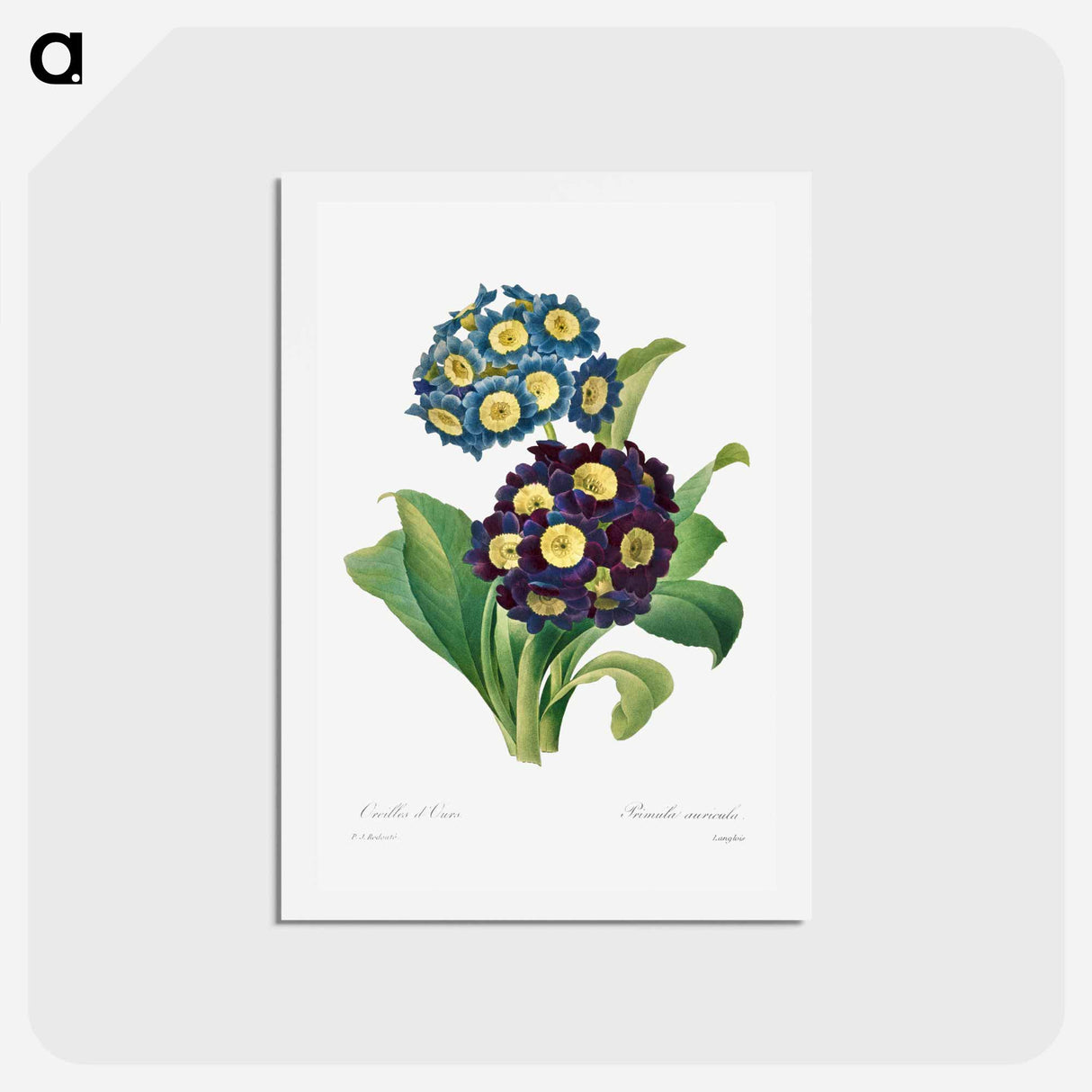 アートポストカード-Primula Auricula - ピエール ジョゼフ ルドゥーテ Postcard.
