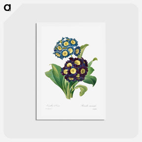 アートポストカード-Primula Auricula - ピエール ジョゼフ ルドゥーテ Postcard.