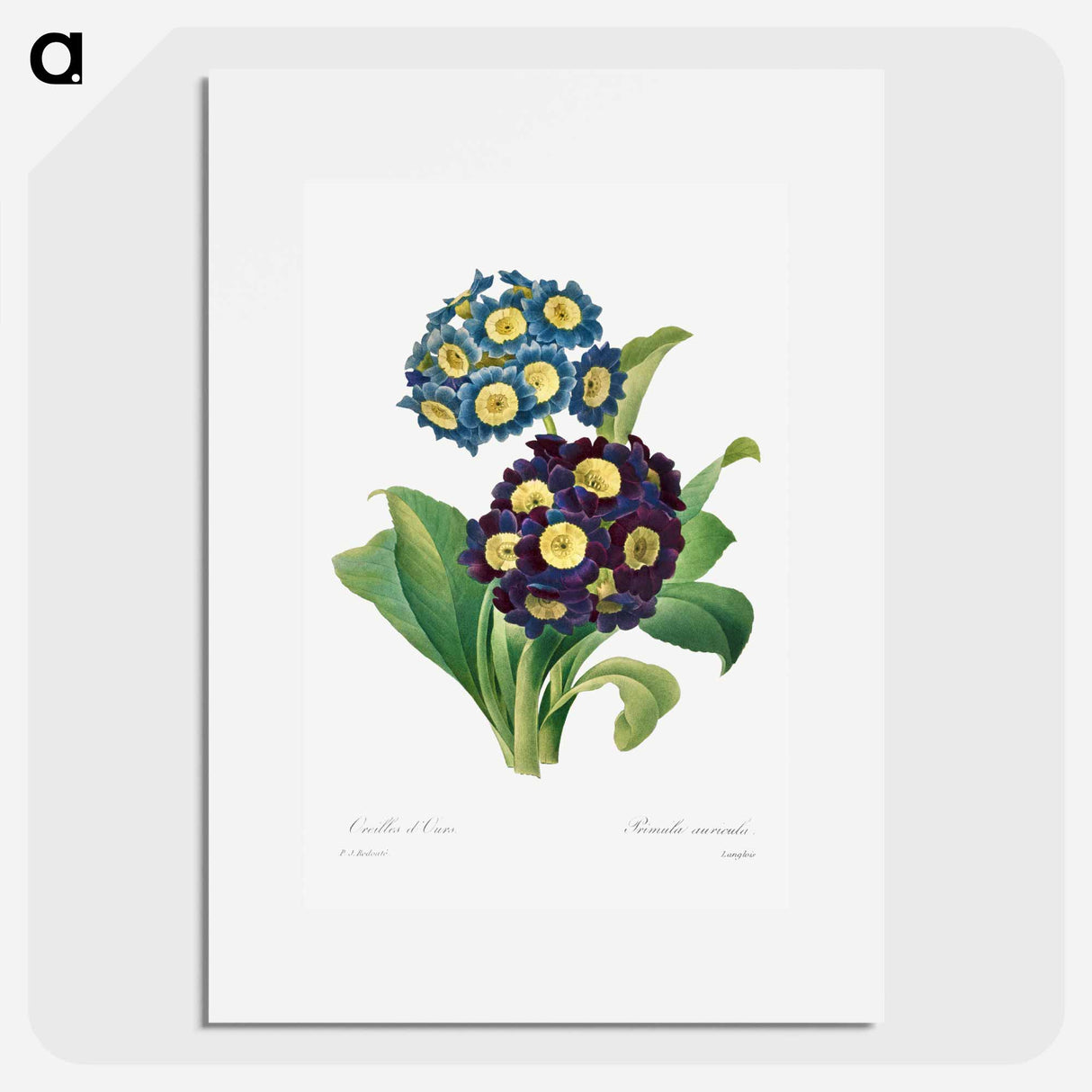 Primula Auricula - Pierre Joseph Redouté Poster.