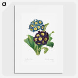 Primula Auricula - Pierre Joseph Redouté Poster.