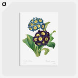 アートポストカード-Primula Auricula - ピエール ジョゼフ ルドゥーテ Postcard.