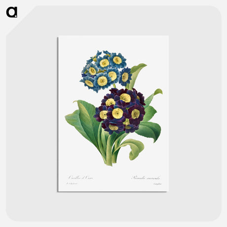 アートポストカード-Primula Auricula - ピエール ジョゼフ ルドゥーテ Postcard.