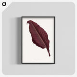 1-70_Plants-with-Colored-Foliage_blk-crop