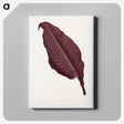 1-70_Plants-with-Colored-Foliage_canvas