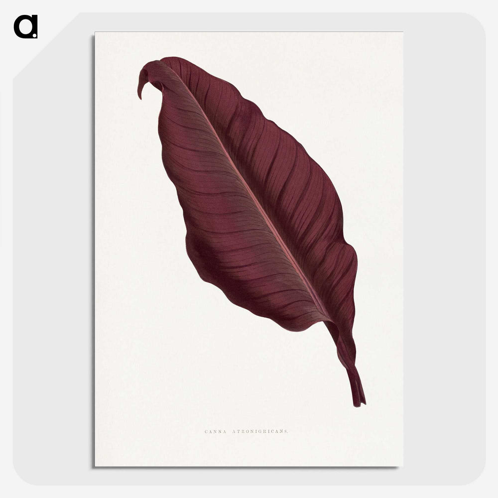 1-70_Plants-with-Colored-Foliage_picture-crop