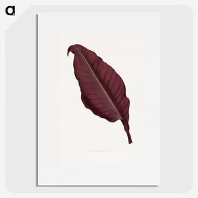1-70_Plants-with-Colored-Foliage_picture