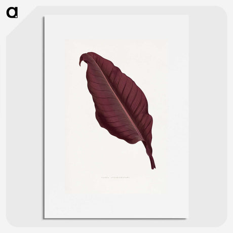 1-70_Plants-with-Colored-Foliage_picture