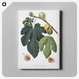 1-70_Pomona-Italiana_canvas