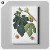 1-70_Pomona-Italiana_canvas