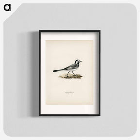 アートポスター-Pied Wagtail Male
 - スヴェンスカ フォグラル Poster.