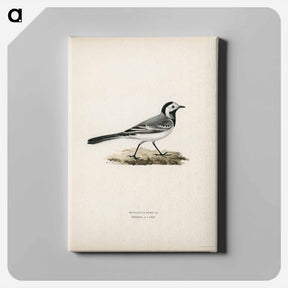 アートパネル-Pied Wagtail Male
 - スヴェンスカ フォグラル Canvas.