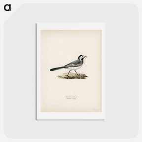 アートポストカード-Pied Wagtail Male
 - スヴェンスカ フォグラル Postcard.