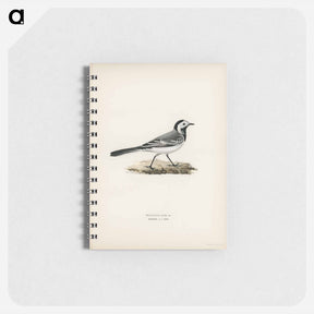 アートメモ帳-Pied Wagtail Male
 - スヴェンスカ フォグラル Memo.