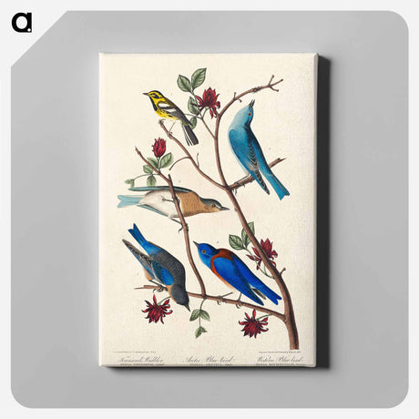アートパネル-Townsend's Warbler, Arctic Blue-bird and Western Blue-bird from Birds of America
 - アメリカの鳥たち Canvas.