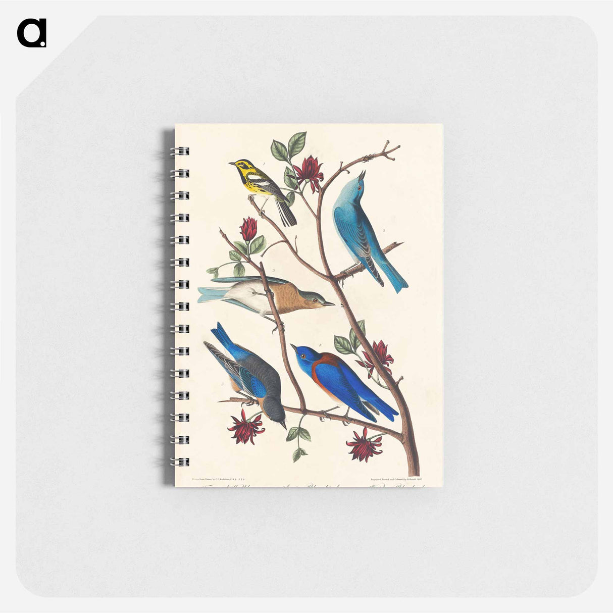 アートメモ帳-Townsend's Warbler, Arctic Blue-bird and Western Blue-bird from Birds of America
 - アメリカの鳥たち Memo.