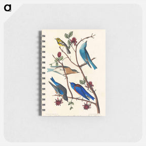 アートメモ帳-Townsend's Warbler, Arctic Blue-bird and Western Blue-bird from Birds of America
 - アメリカの鳥たち Memo.