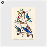 アートポストカード-Townsend's Warbler, Arctic Blue-bird and Western Blue-bird from Birds of America
 - アメリカの鳥たち Postcard.