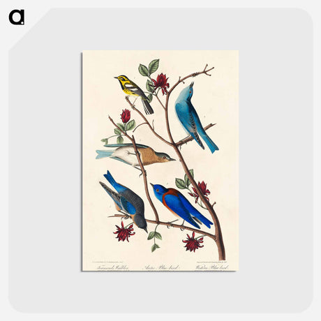 アートポストカード-Townsend's Warbler, Arctic Blue-bird and Western Blue-bird from Birds of America
 - アメリカの鳥たち Postcard.