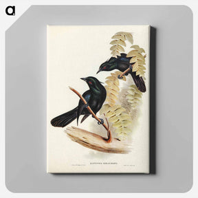 アートパネル-Keraudren's Crow-Shrike
 - オーストラリアの鳥 Canvas.