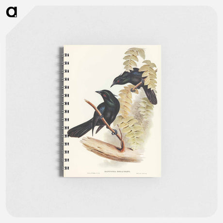 アートメモ帳-Keraudren's Crow-Shrike
 - オーストラリアの鳥 Memo.