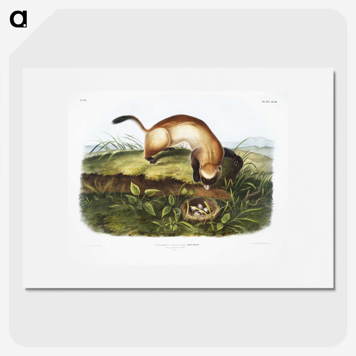 1-70_The-Grammar-of-Ornament_picture