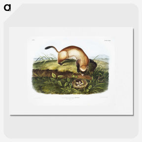 1-70_The-Grammar-of-Ornament_picture