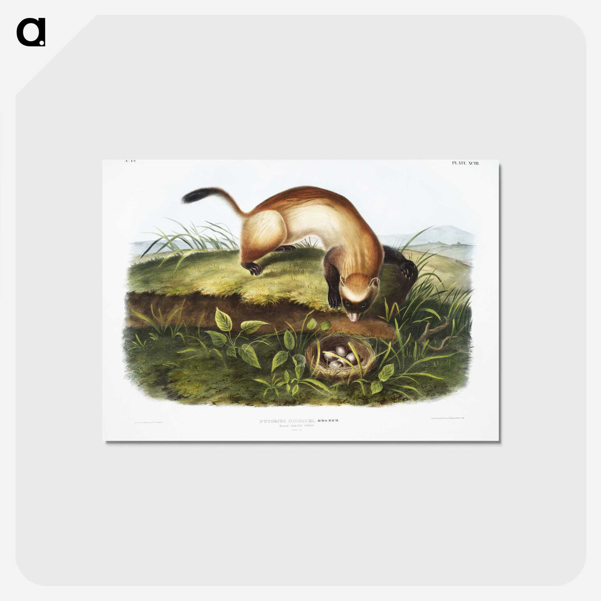 1-70_The-Grammar-of-Ornament_postcard
