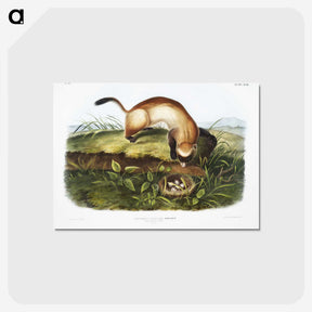 1-70_The-Grammar-of-Ornament_postcard