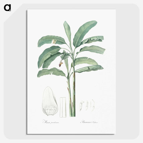 1-70_The-Lilies_picture-crop