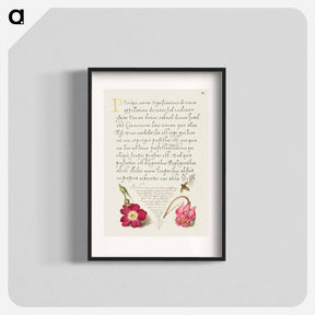 アートポスター-Insect, Balkan Primrose, and Alpine Violet from Mira Calligraphiae Monumenta
 - 書道のお手本 Poster.