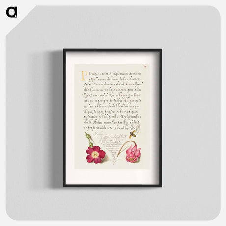アートポスター-Insect, Balkan Primrose, and Alpine Violet from Mira Calligraphiae Monumenta
 - 書道のお手本 Poster.