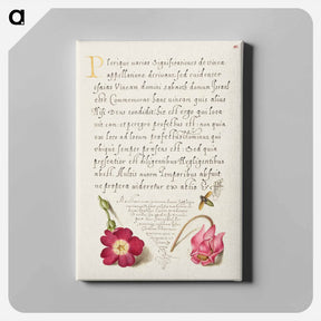アートパネル-Insect, Balkan Primrose, and Alpine Violet from Mira Calligraphiae Monumenta
 - 書道のお手本 Canvas.