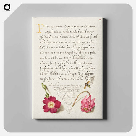 アートパネル-Insect, Balkan Primrose, and Alpine Violet from Mira Calligraphiae Monumenta
 - 書道のお手本 Canvas.