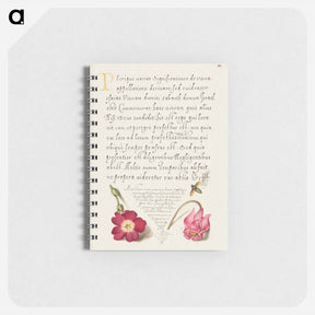 アートメモ帳-Insect, Balkan Primrose, and Alpine Violet from Mira Calligraphiae Monumenta
 - 書道のお手本 Memo.