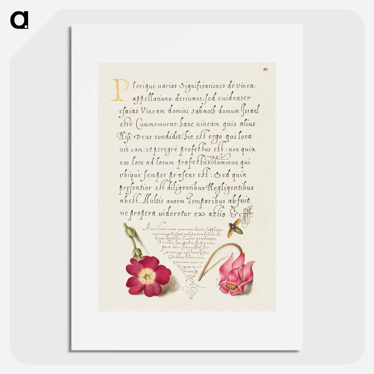 アートポスター-Insect, Balkan Primrose, and Alpine Violet from Mira Calligraphiae Monumenta
 - 書道のお手本 Poster.
