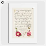 アートポスター-Insect, Balkan Primrose, and Alpine Violet from Mira Calligraphiae Monumenta
 - 書道のお手本 Poster.