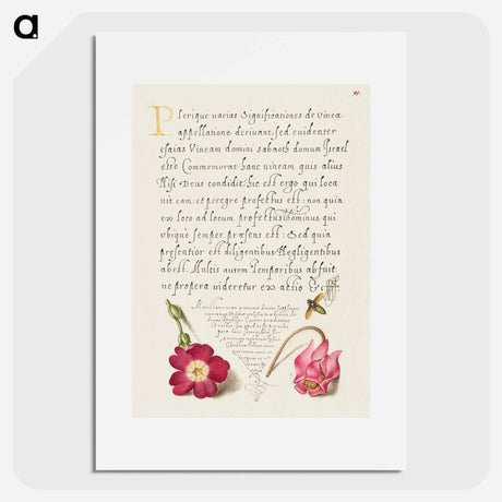 アートポスター-Insect, Balkan Primrose, and Alpine Violet from Mira Calligraphiae Monumenta
 - 書道のお手本 Poster.