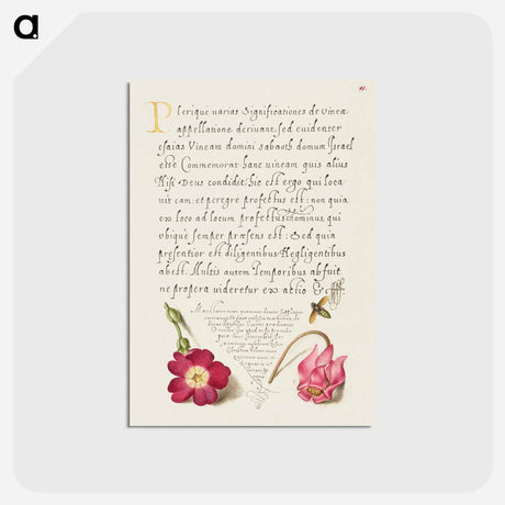 アートポストカード-Insect, Balkan Primrose, and Alpine Violet from Mira Calligraphiae Monumenta
 - 書道のお手本 Postcard.