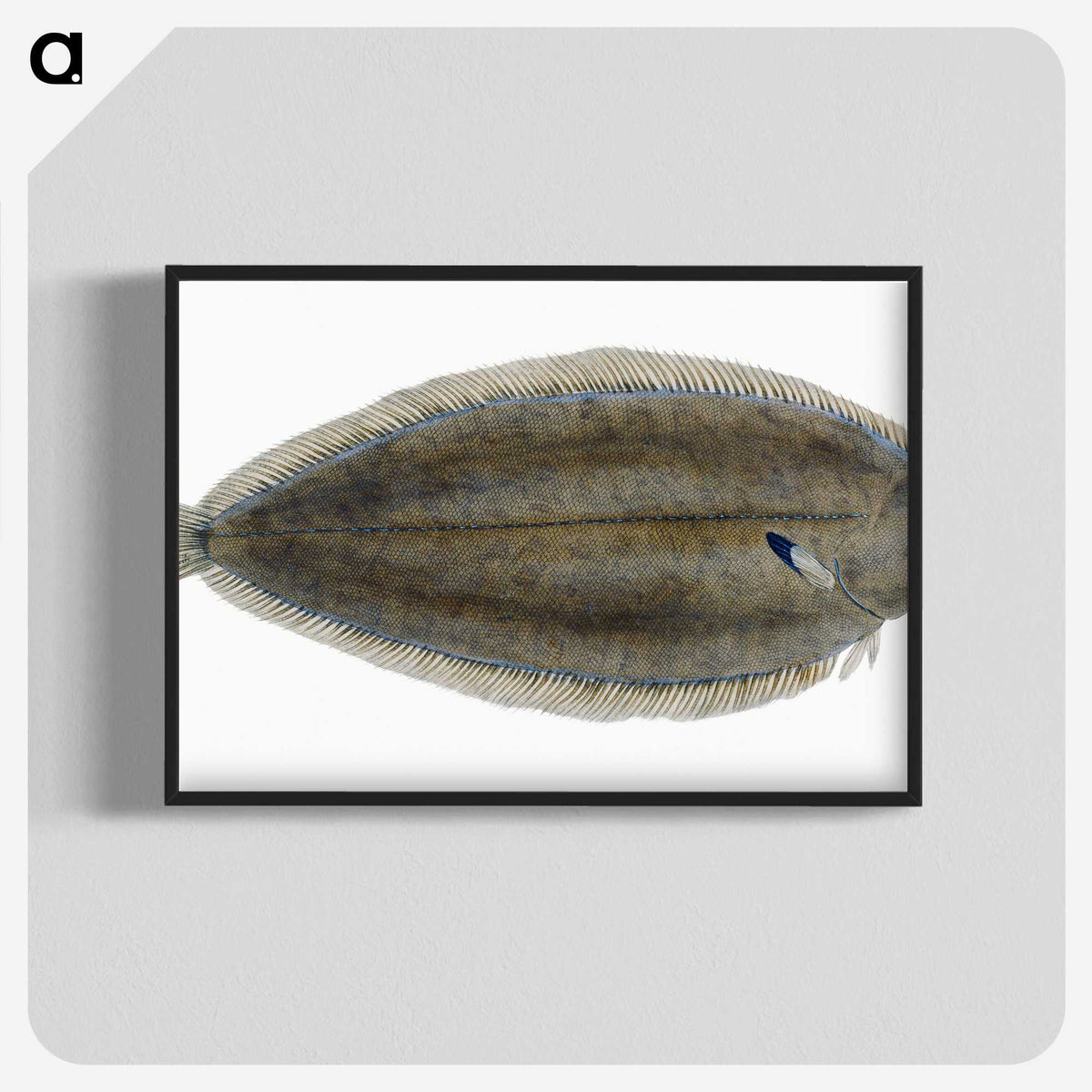 1-70_The-Natural-History-of-British-Fishes_blk-crop
