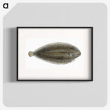 1-70_The-Natural-History-of-British-Fishes_blk