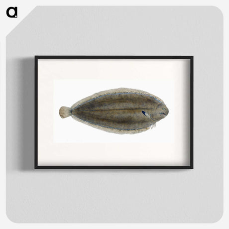 1-70_The-Natural-History-of-British-Fishes_blk