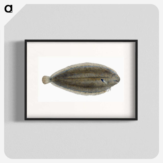 1-70_The-Natural-History-of-British-Fishes_blk