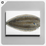 1-70_The-Natural-History-of-British-Fishes_canvas