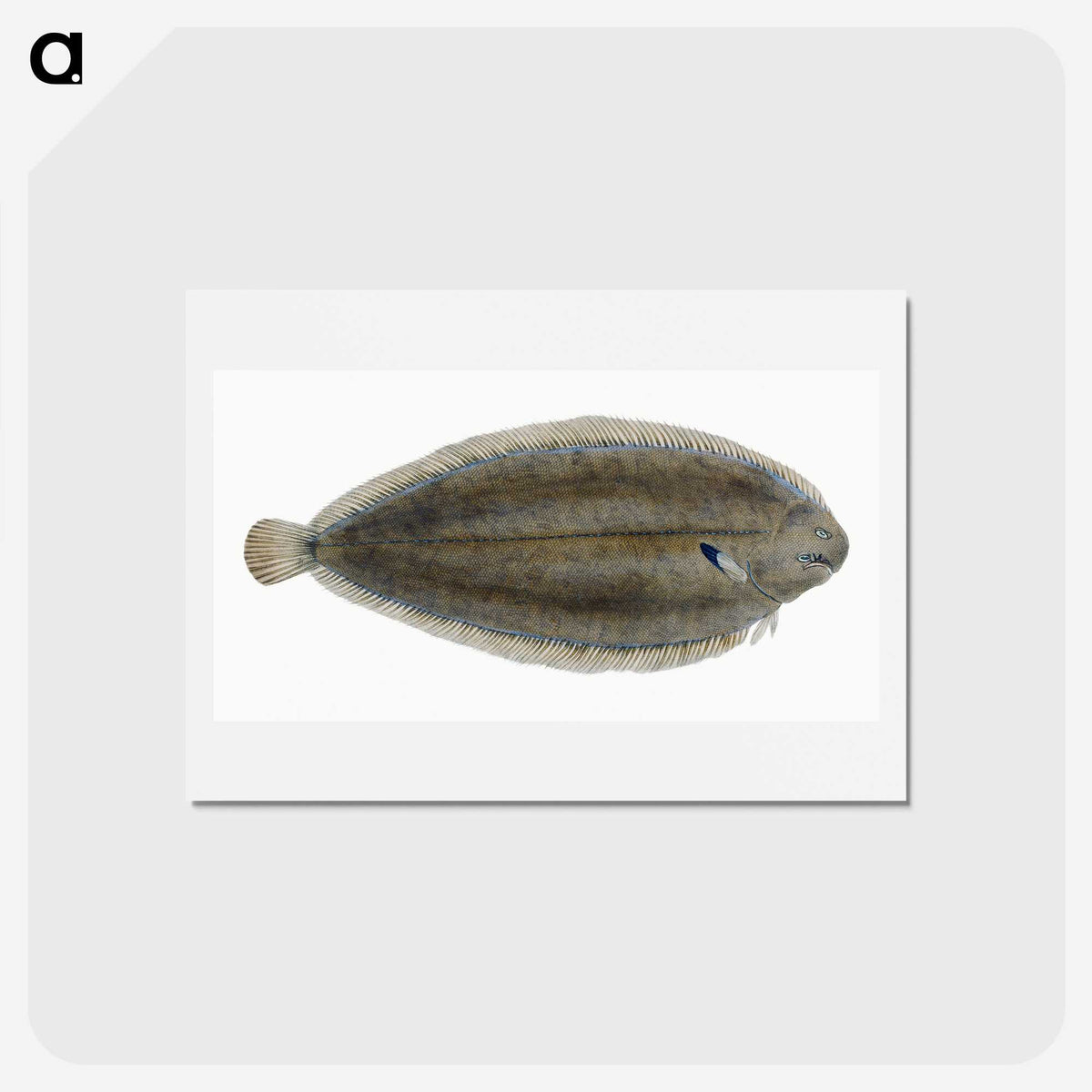 1-70_The-Natural-History-of-British-Fishes_hagaki