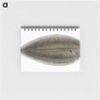 1-70_The-Natural-History-of-British-Fishes_memo