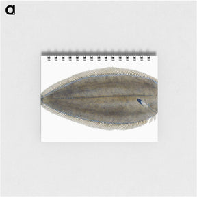 1-70_The-Natural-History-of-British-Fishes_memo