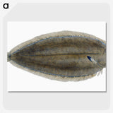 1-70_The-Natural-History-of-British-Fishes_picture-crop